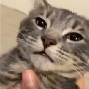 Meet your Posher, Dylan